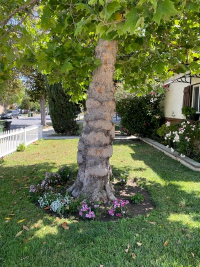Summer Leaf Los Angeles Exterior photo